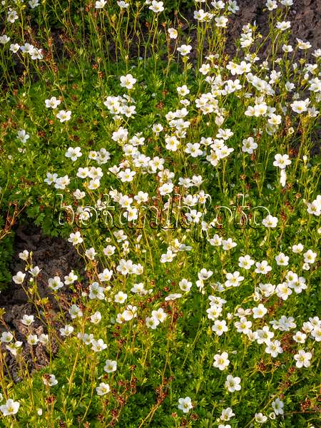 414061 - Irish saxifrage (Saxifraga rosacea)
