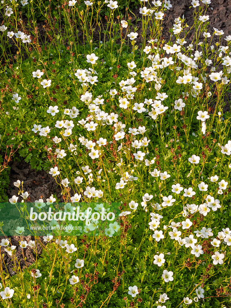 414061 - Irish saxifrage (Saxifraga rosacea)