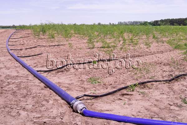 572111 - Irrigation d'un champ d'asperges