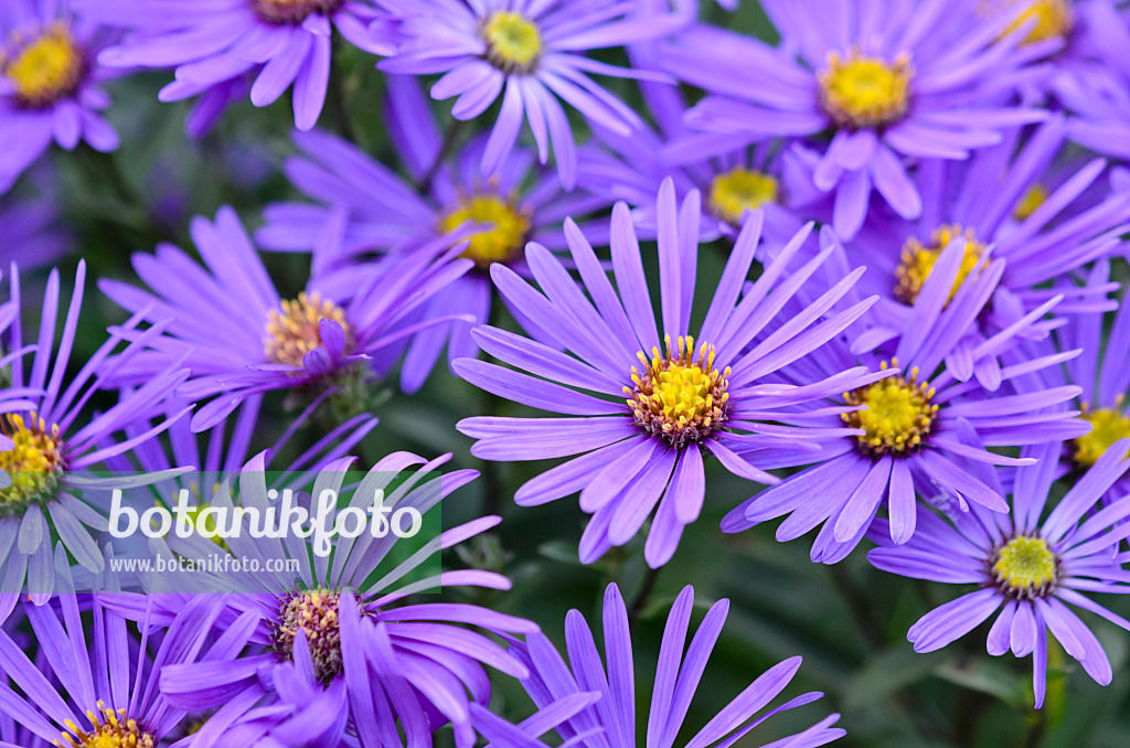 525030 - Italian aster (Aster amellus)