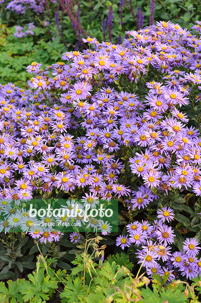 488140 - Italian aster (Aster amellus 'Glücksfund')