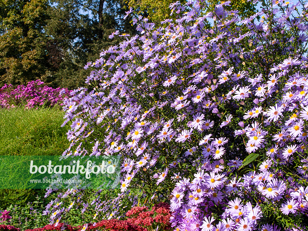 430100 - Italian aster (Aster amellus 'Rosa Erfüllung')