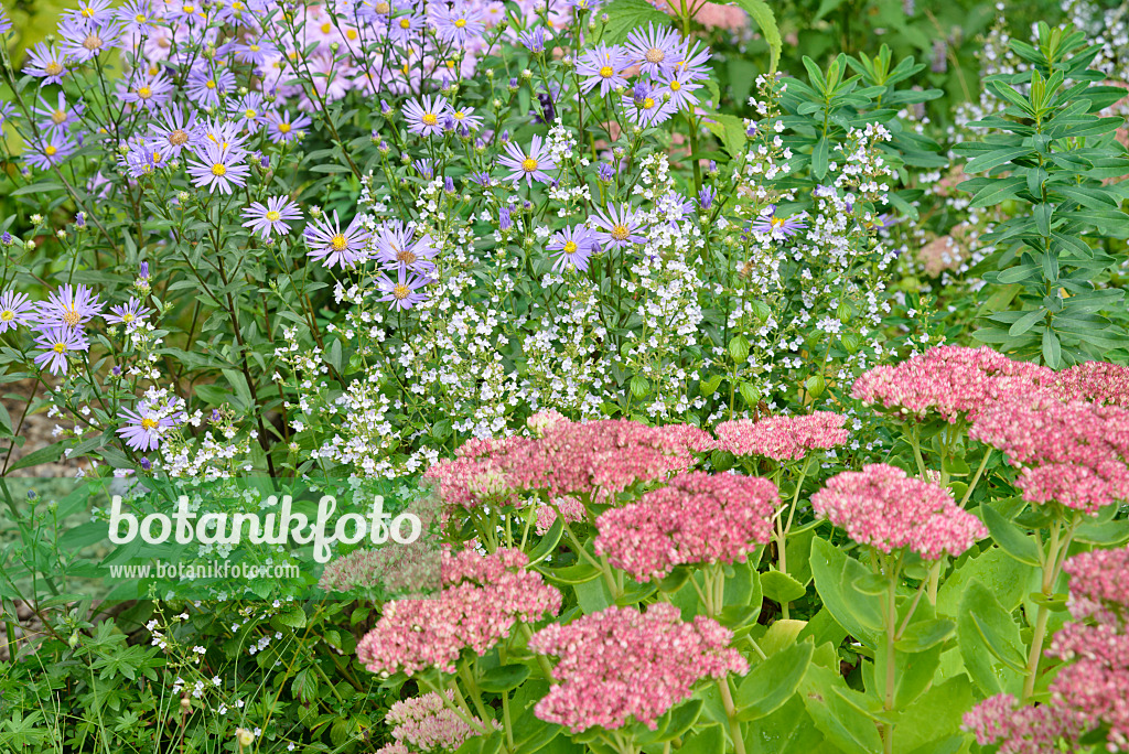 545064 - Italian aster (Aster amellus 'Rudolf Goethe'), lesser calamint (Calamintha nepeta) and orpine (Sedum telephium 'Herbstfreude' syn. Hylotelephium telephium 'Herbstfreude')