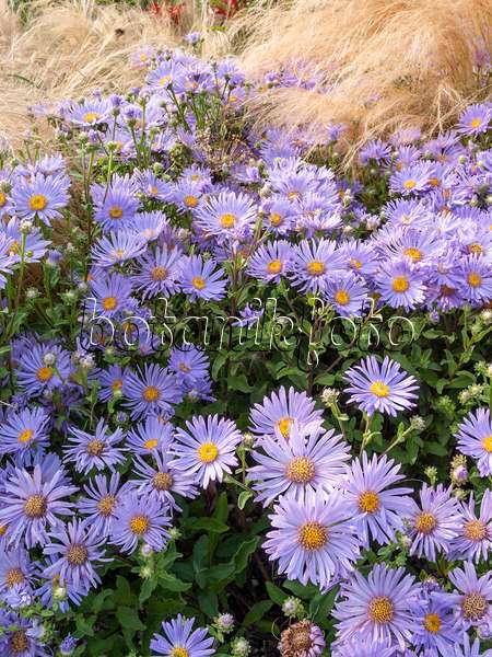 404013 - Italian aster (Aster amellus 'Silbersee')