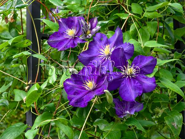 453055 - Italian clematis (Clematis viticella 'Lady Betty Balfour')