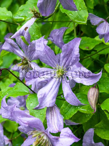 450006 - Italian clematis (Clematis viticella 'Prince Charles')