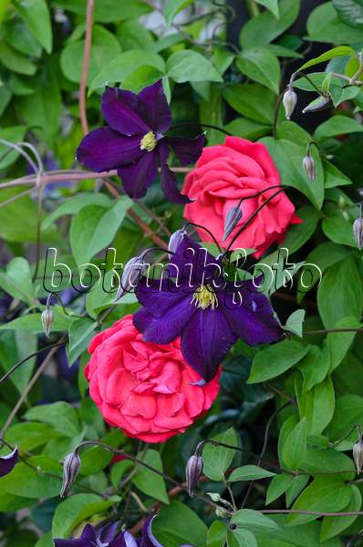 521286 - Italian clematis (Clematis viticella 'Viola') and climbing rose (Rosa Danse des Sylphes)