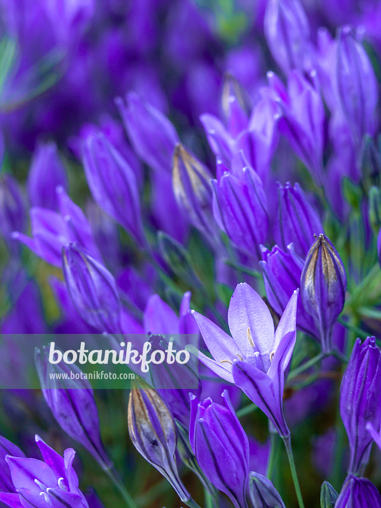 426331 - Ithuriel's spear (Triteleia laxa syn. Brodiaea laxa)