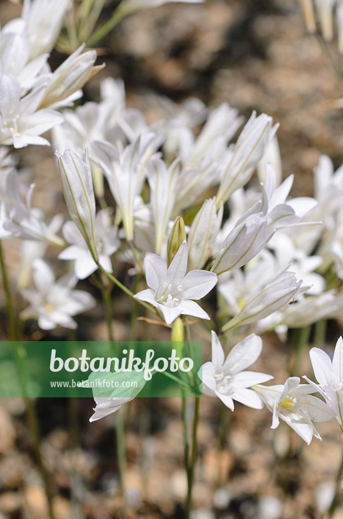 508432 - Ithuriel's spear (Triteleia laxa syn. Brodiaea laxa)