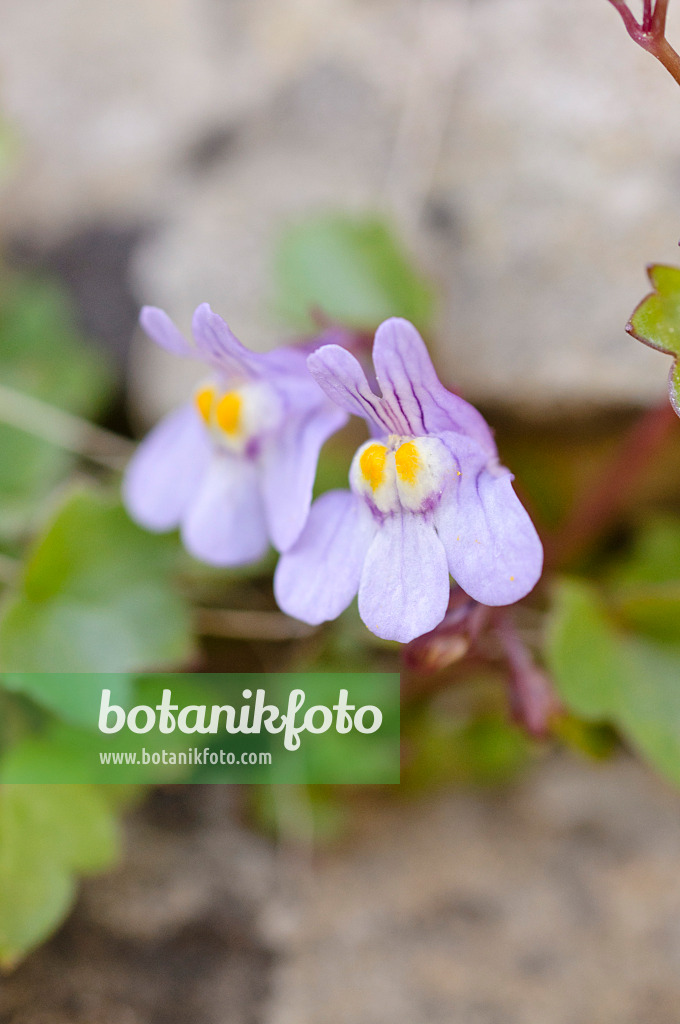 471178 - Ivy-leaved toadflax (Cymbalaria muralis)