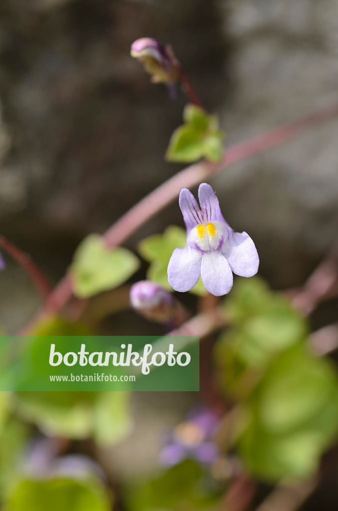 496139 - Ivy-leaved toadflax (Cymbalaria muralis)