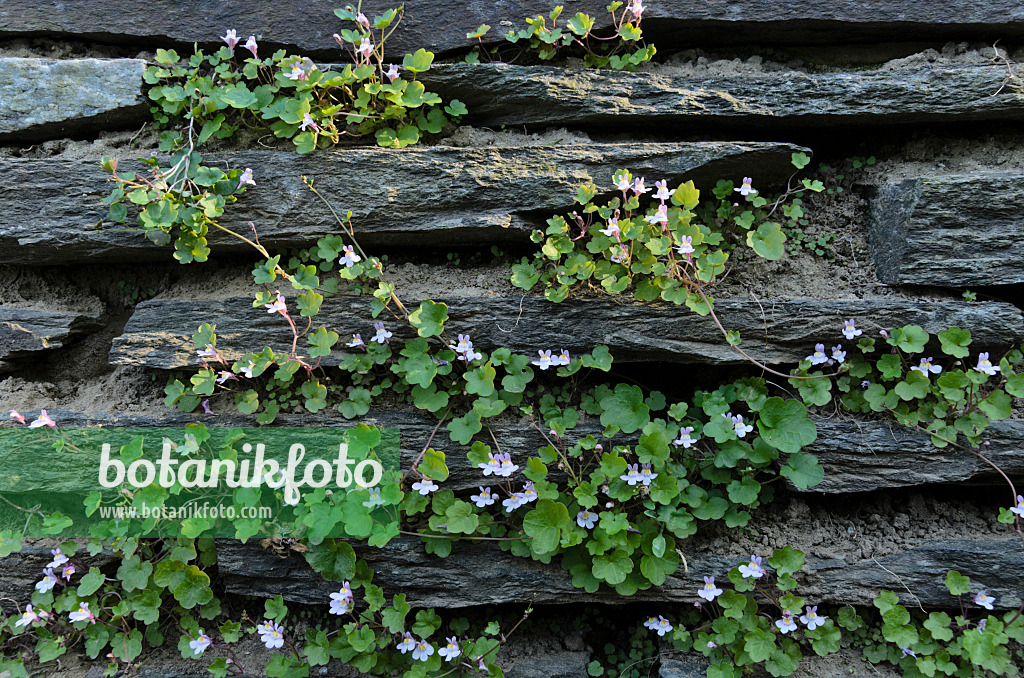 496228 - Ivy-leaved toadflax (Cymbalaria muralis)