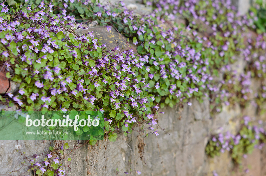 520320 - Ivy-leaved toadflax (Cymbalaria muralis)