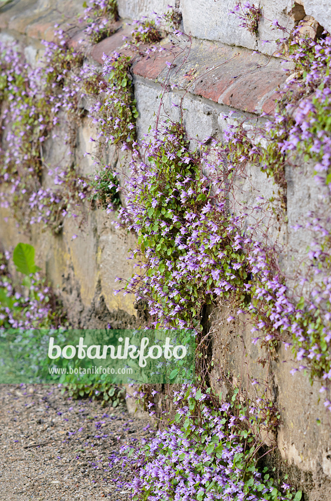 520321 - Ivy-leaved toadflax (Cymbalaria muralis)