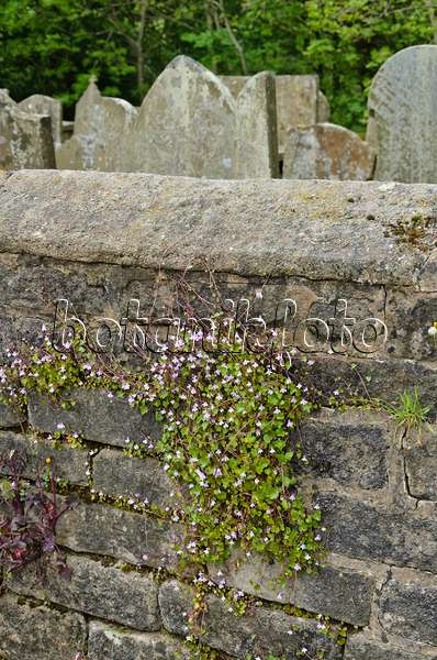 533504 - Ivy-leaved toadflax (Cymbalaria muralis) on a stone wall