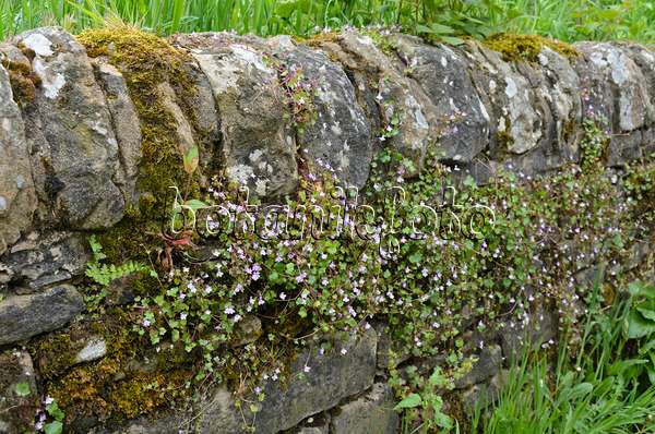 533505 - Ivy-leaved toadflax (Cymbalaria muralis) on a mossy stone wall