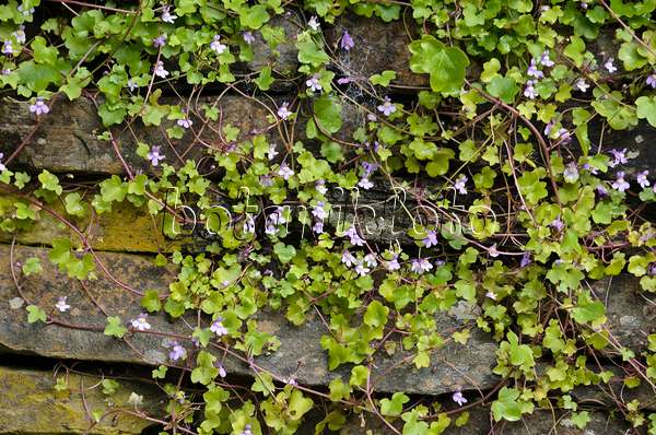 533425 - Ivy-leaved toadflax (Cymbalaria muralis) on a dry stone wall