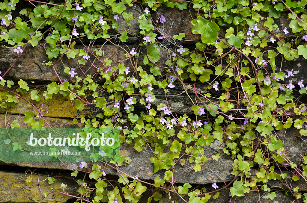 533425 - Ivy-leaved toadflax (Cymbalaria muralis) on a dry stone wall