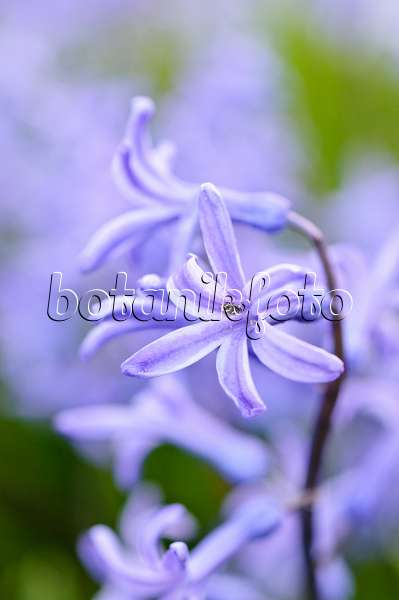 471031 - Jacinthe d'Orient (Hyacinthus orientalis)
