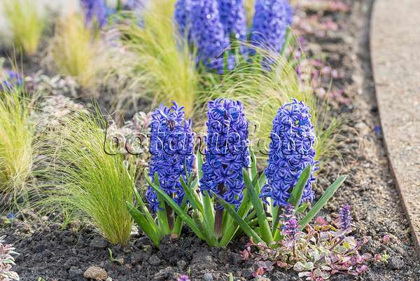 616410 - Jacinthe d'Orient (Hyacinthus orientalis 'Blue Jacket')