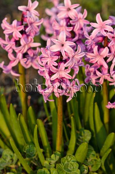 531013 - Jacinthe d'Orient (Hyacinthus orientalis 'Splendid Cornelia')
