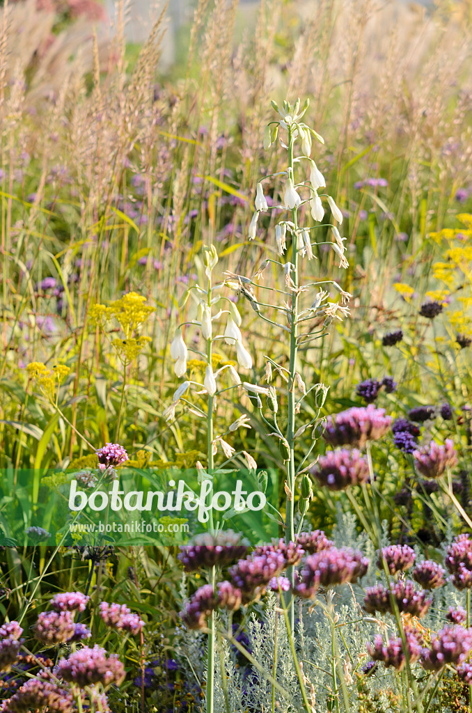 548080 - Jacinthe du Cap (Galtonia candicans) et verveine de Buenos Aires (Verbena bonariensis)