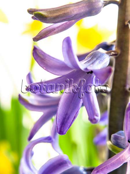435001 - Jacinthe (Hyacinthus)