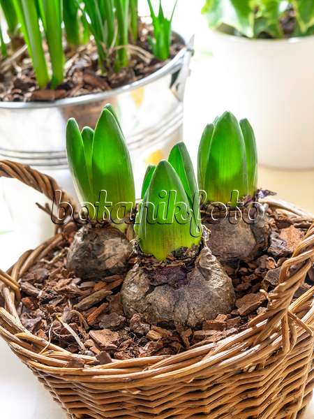 444035 - Jacinthe (Hyacinthus) avec des pousses d'oignons verts frais, plantés dans un panier en osier