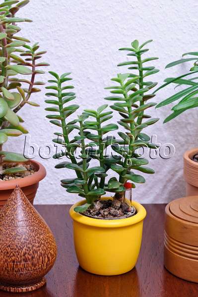 467018 - Jade plant (Crassula ovata)