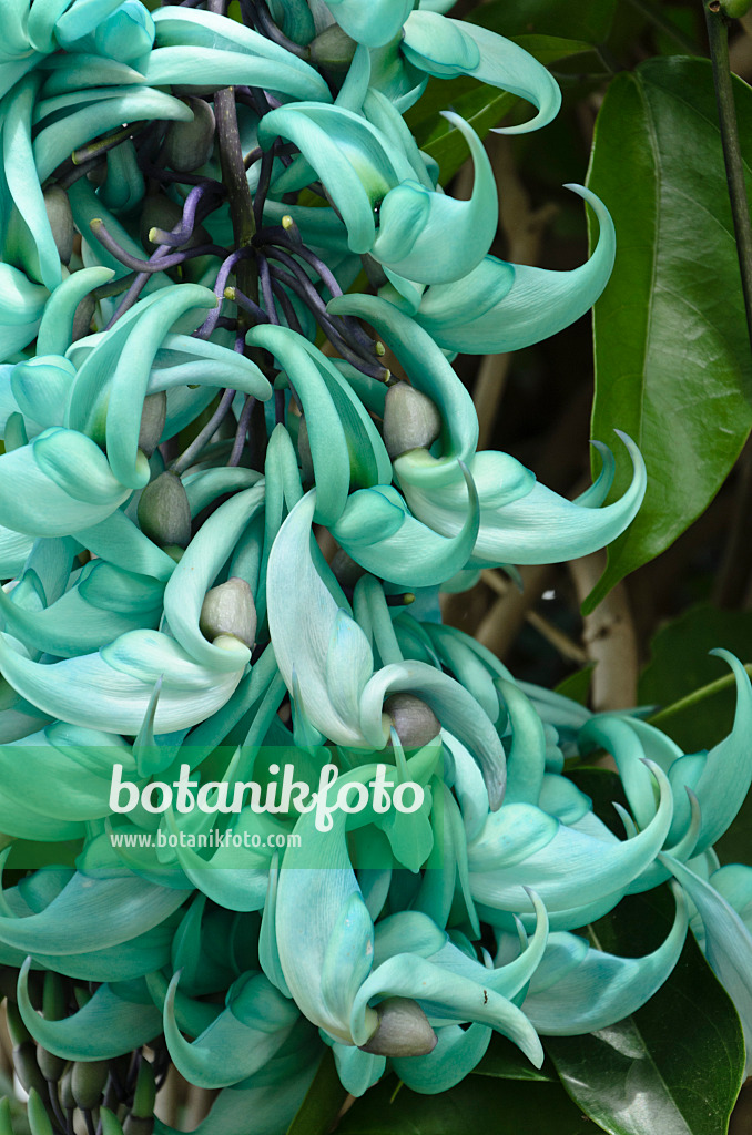 508172 - Jade vine (Strongylodon macrobotrys)