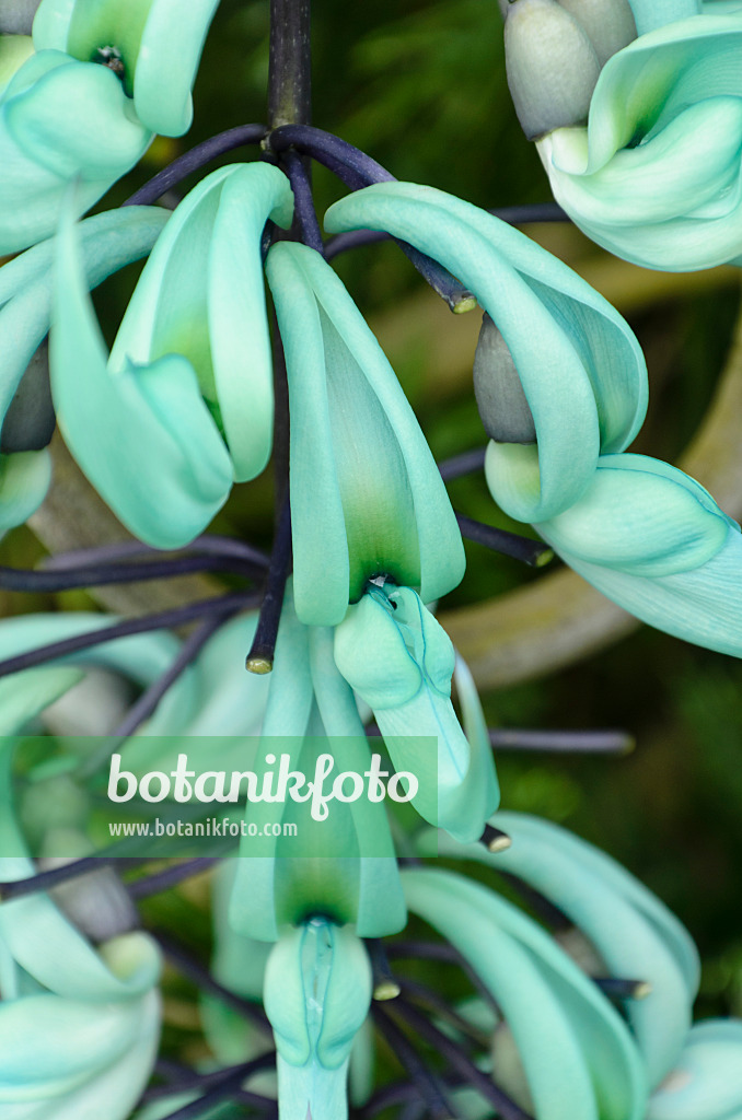 508173 - Jade vine (Strongylodon macrobotrys)