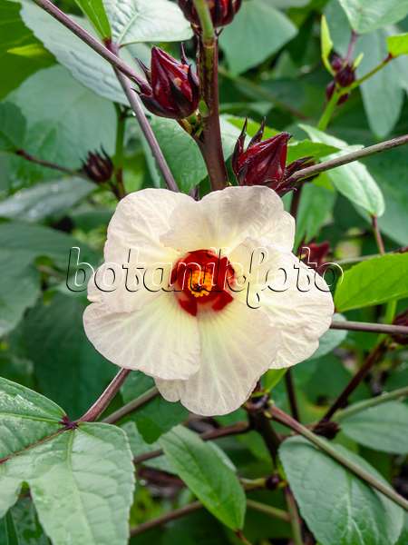 434069 - Jamaica sorrel (Hibiscus sabdariffa)