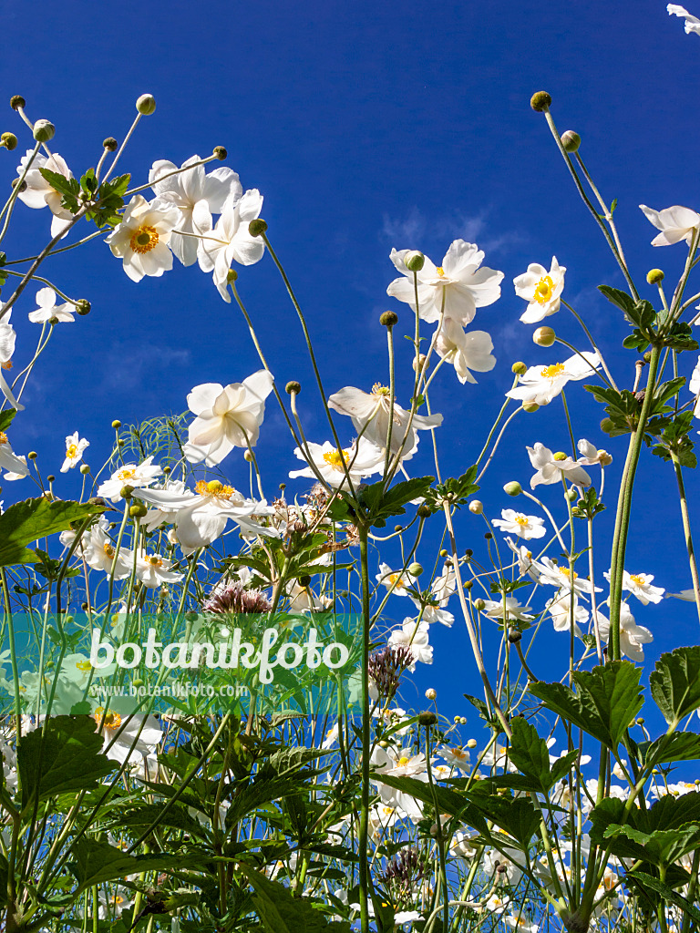 417036 - Japanese anemone (Anemone hupehensis var. japonica 'Honorine Jobert')