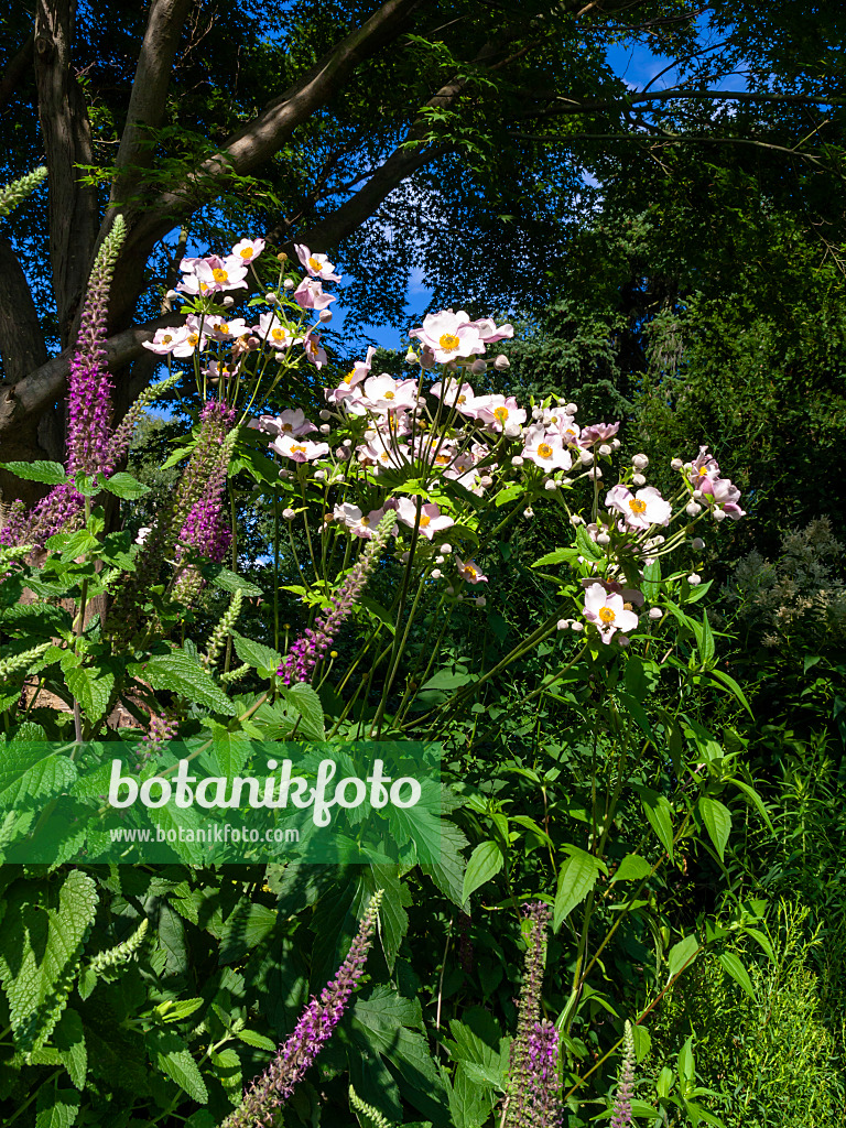 427229 - Japanese anemone (Anemone hupehensis var. japonica 'Honorine Jobert')