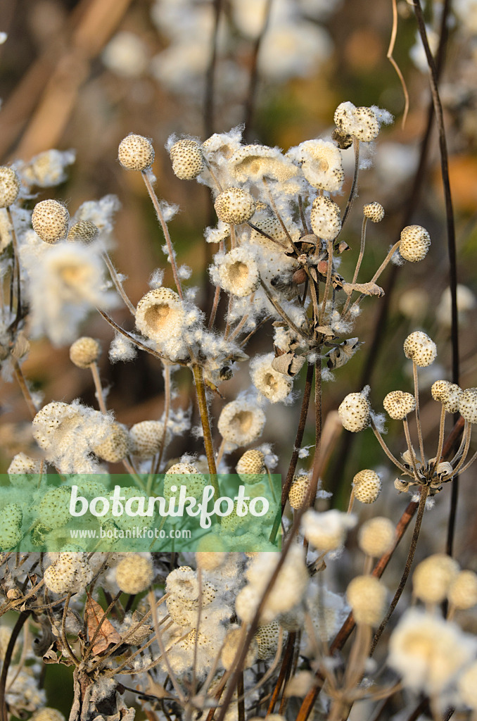 502461 - Japanese anemone (Anemone hupehensis var. japonica)