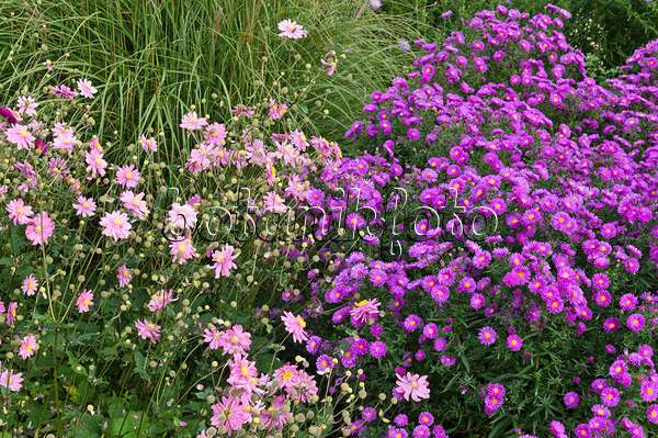 512094 - Japanese anemone (Anemone hupehensis var. japonica) and aster (Aster)