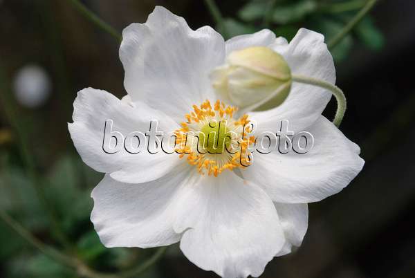 518058 - Japanese anemone (Anemone hupehensis var. japonica 'Honorine Jobert')