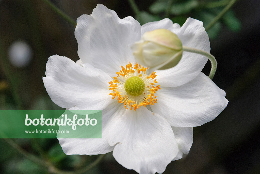 518058 - Japanese anemone (Anemone hupehensis var. japonica 'Honorine Jobert')