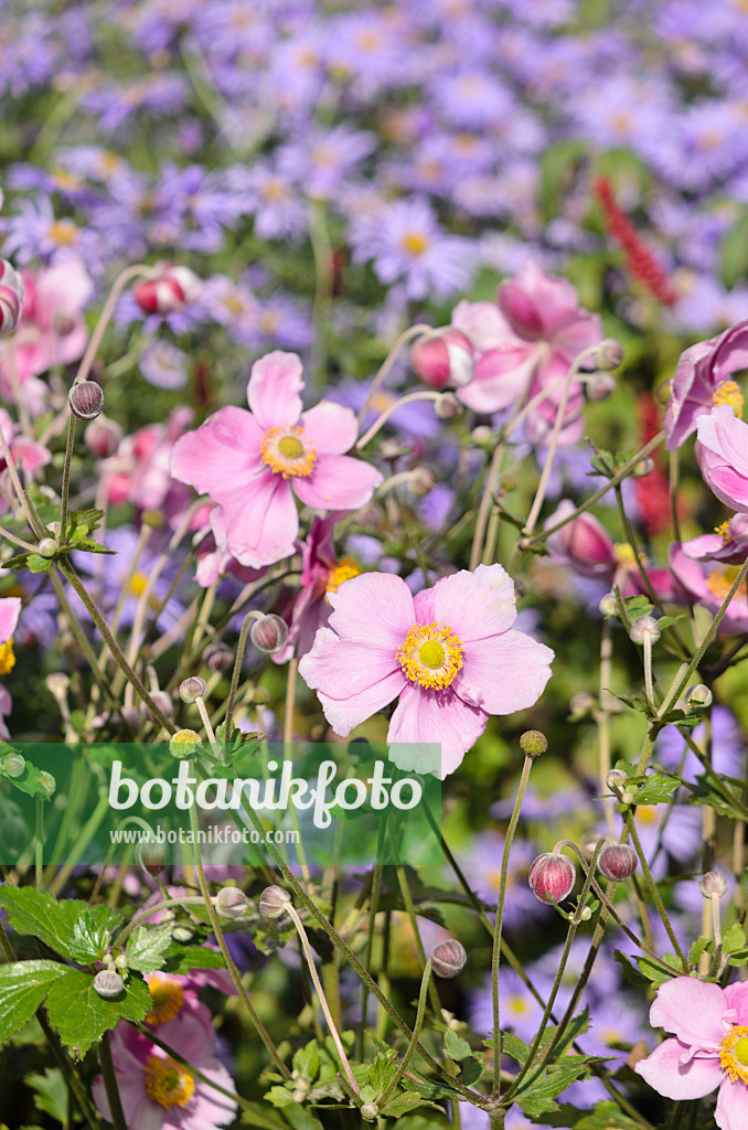 548145 - Japanese anemone (Anemone hupehensis var. japonica)