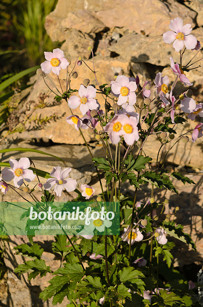 549011 - Japanese anemone (Anemone hupehensis var. japonica)