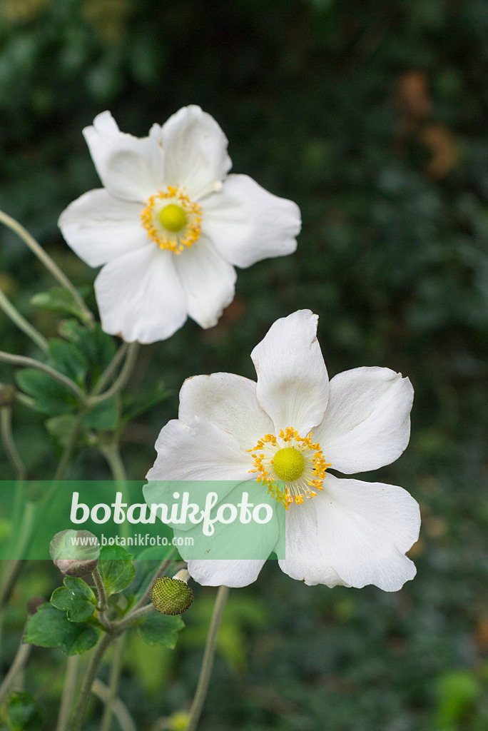 549195 - Japanese anemone (Anemone hupehensis var. japonica 'Honorine Jobert')