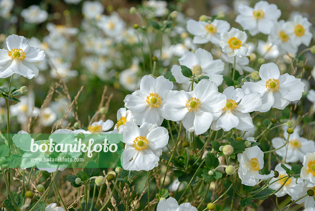 575016 - Japanese anemone (Anemone hupehensis var. japonica 'Honorine Jobert')