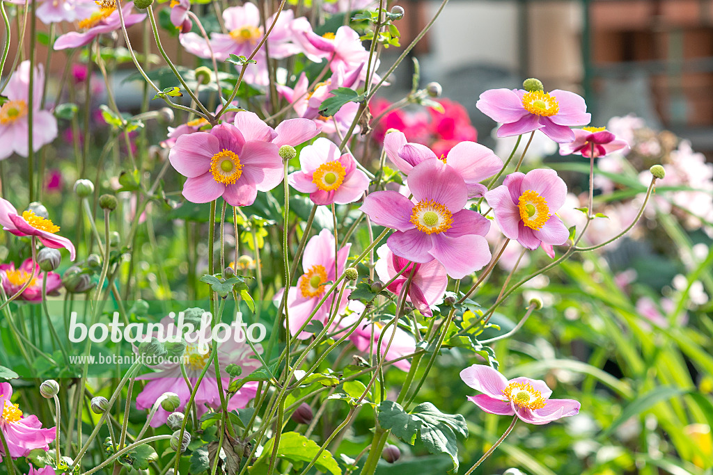 616360 - Japanese anemone (Anemone hupehensis var. japonica 'Splendens')