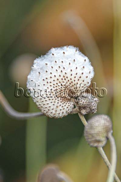 651057 - Japanese anemone (Anemone hupehensis var. japonica 'Praecox')