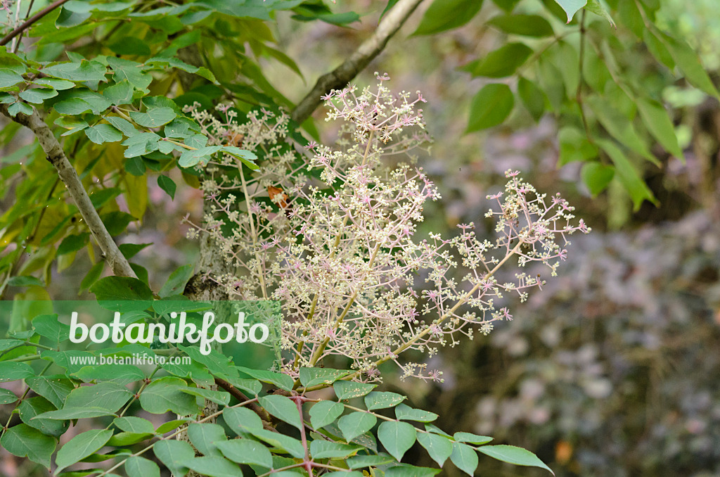 525033 - Japanese angelica tree (Aralia elata)