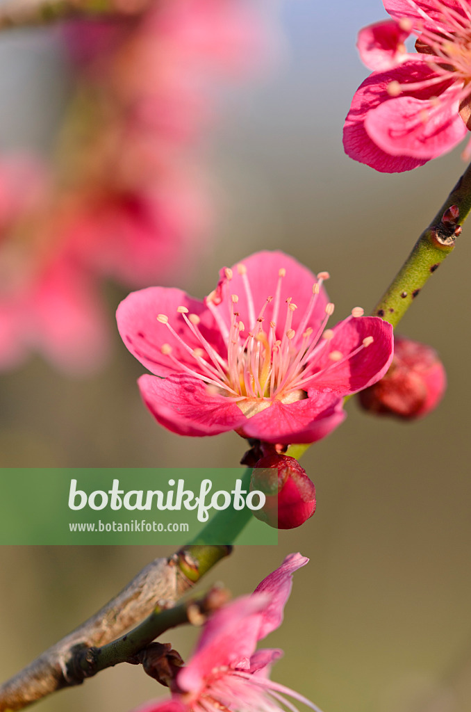 530023 - Japanese apricot (Prunus mume)