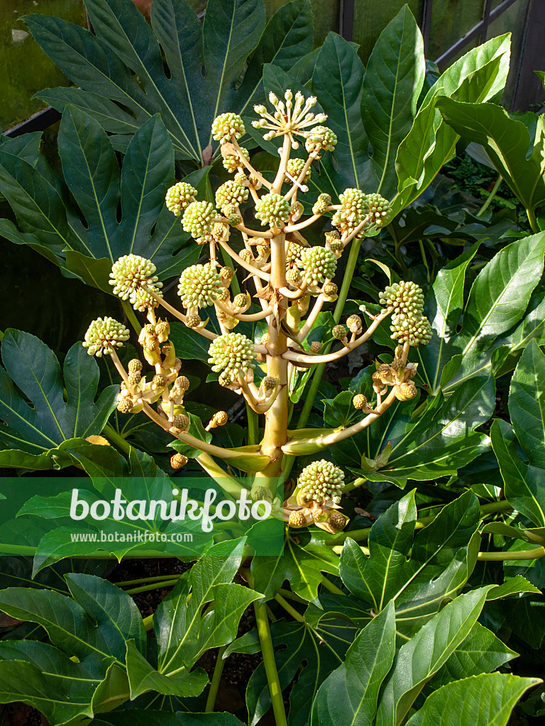 453146 - Japanese aralia (Fatsia japonica)