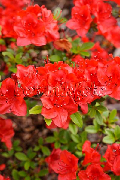484257 - Japanese azalea (Rhododendron x obtusum 'Hino-Crimson')