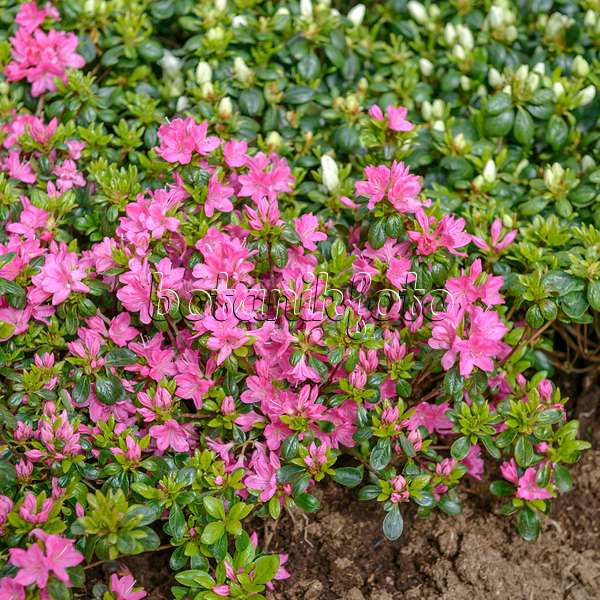 558215 - Japanese azalea (Rhododendron x obtusum 'Kermesina')