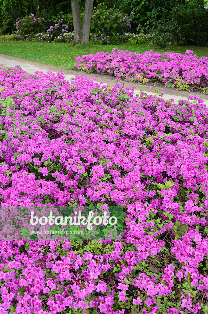 520333 - Japanese azalea (Rhododendron x obtusum 'Königstein')